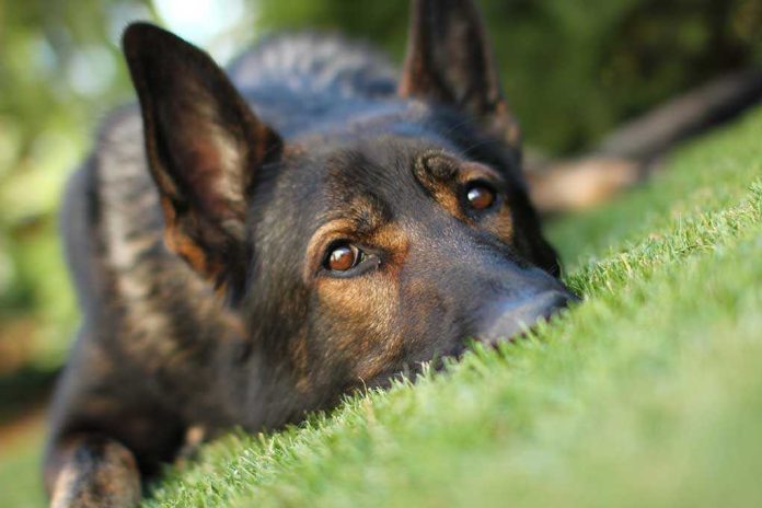 Close-up of a dog resting on green grass